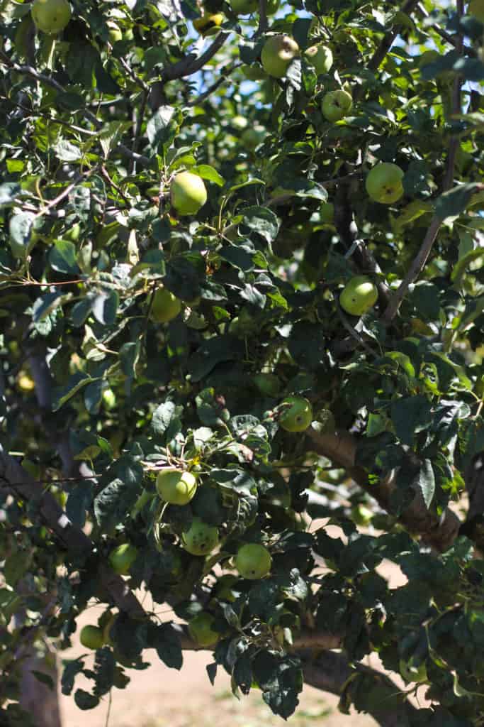 Homemade Apple Jam