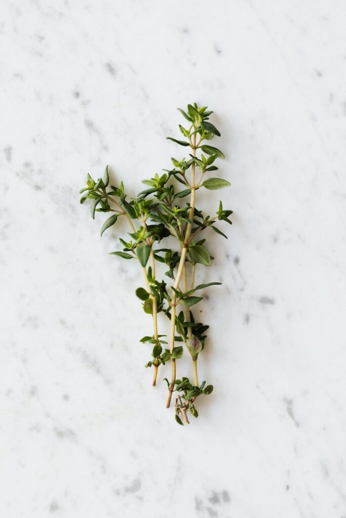 thyme herb for blanquette de veau recipe