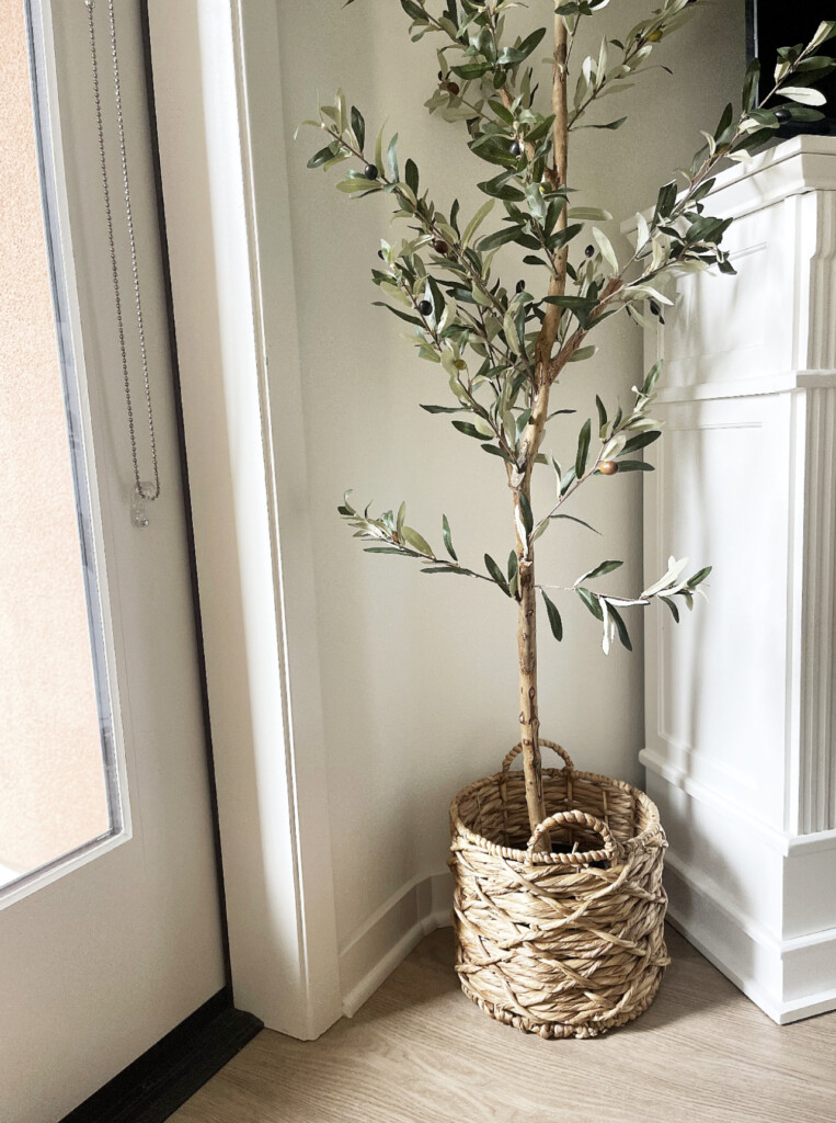 olive tree in a rattan basket