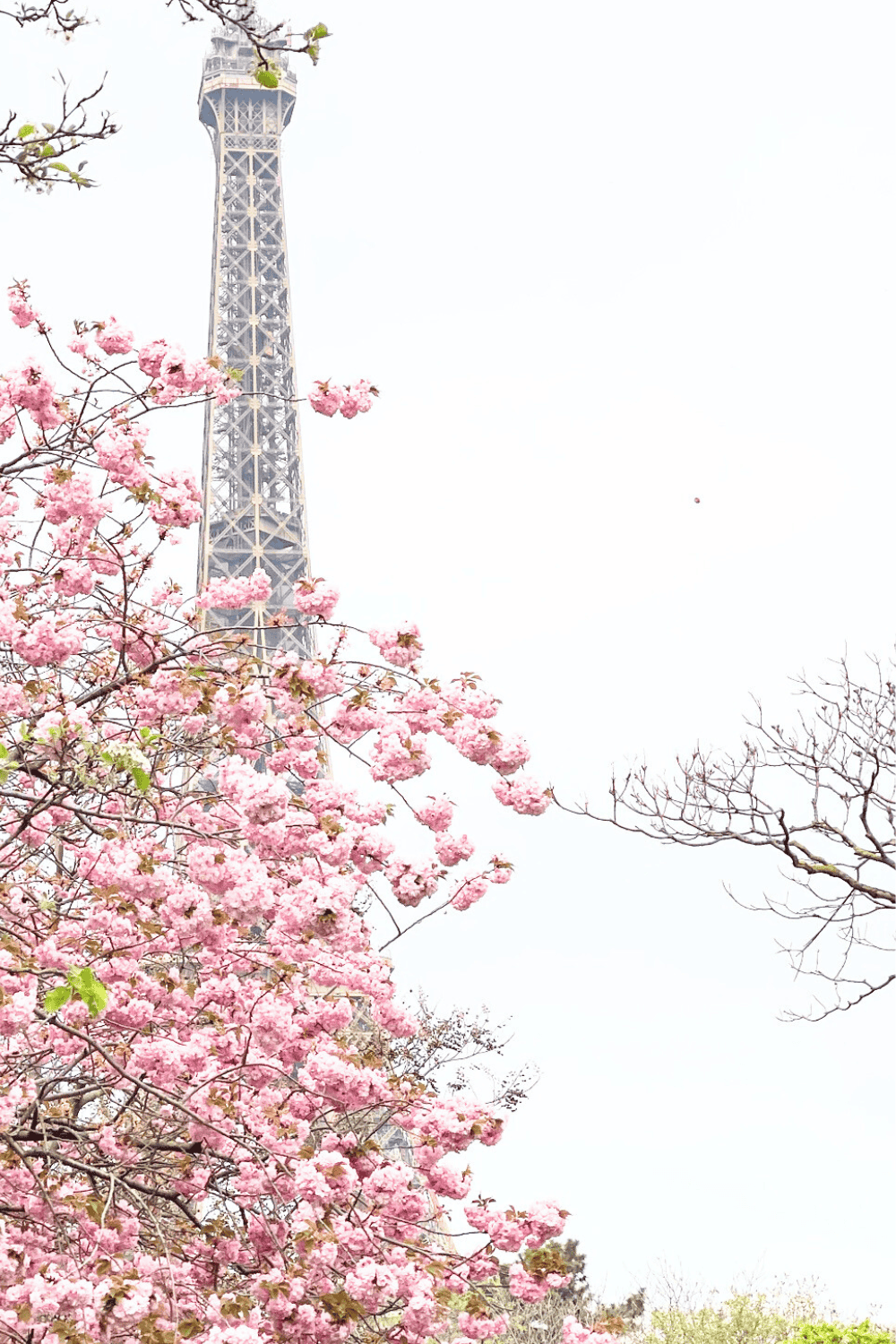 The Reality of La Vie en Rose- s2ep16